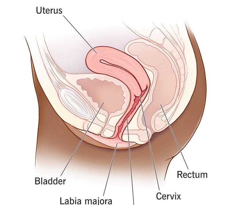 8 Facts About an Anteverted Uterus That Will Make You Feel Better 